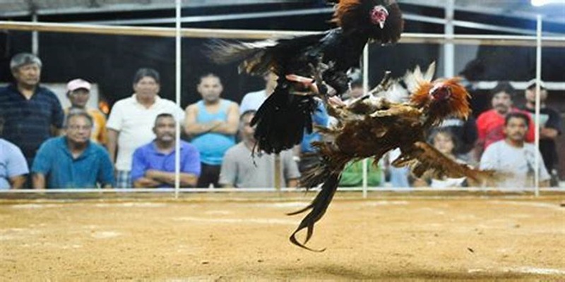 Cộng đồng đá gà 12BET