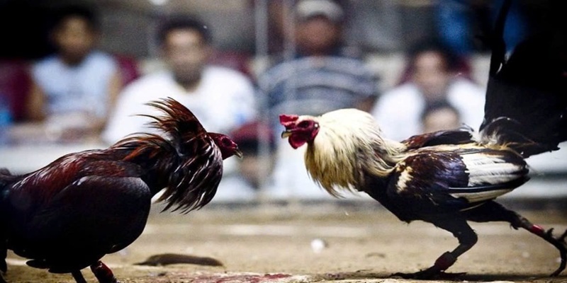 Đá gà cựa sắt 12BET với đường truyền ổn áp