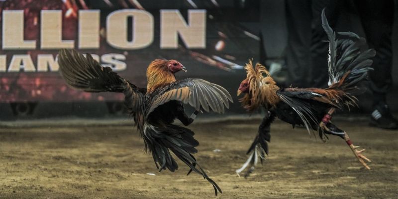 Lời khuyên giúp đá gà bất bại