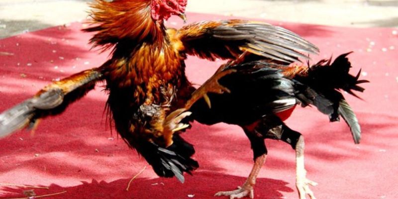 Sự khác biệt khi đá gà GO88
