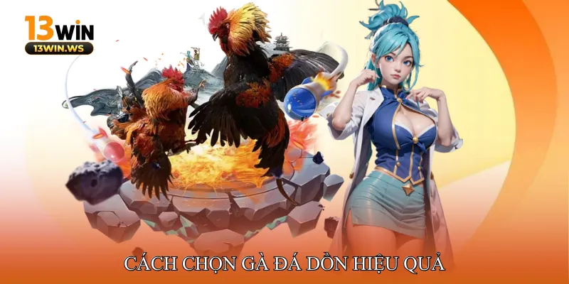 Cách chọn gà đá dồn hiệu quả